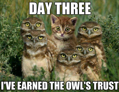 I've earned the Owl's Trust - Owl Meme