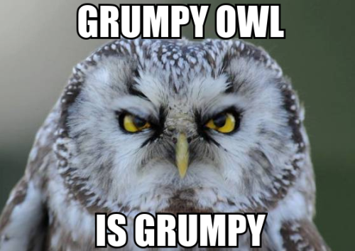 grumpy owl meme funny