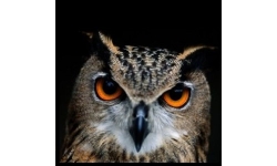 Photograhic Print Close-up of an Owl Photo