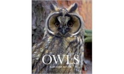 Owls by Marianne Taylor Owl Book