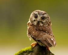 Really Cute Baby Pygmy Owl