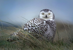 Beautiful Snowy Owl in a Field